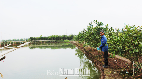Chăm sóc đàn cá tại hộ ông Nguyễn Văn Chiến, xóm 11, xã Mỹ Trung.