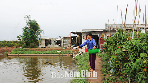 Chăm sóc đàn cá tại hộ ông Vũ Ngọc Quý, đội 12, xã Nghĩa Bình.