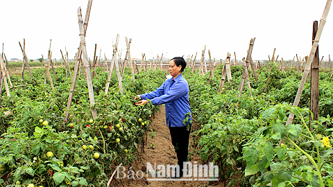 Nông dân xã Nam Điền thu hoạch cà chua trồng trên đất lúa.