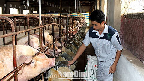 Trang trại chăn nuôi lợn của ông Nguyễn Văn Thọ, Thị trấn Rạng Đông (Nghĩa Hưng).