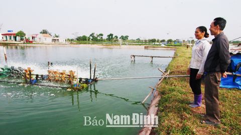 Nhờ vay vốn từ Quỹ TDND cơ sở Xuân Vinh, gia đình bà Ngô Thị Oanh, xóm 19, xã Xuân Vinh có điều kiện đầu tư phát triển kinh tế trang trại nuôi trồng thủy sản.