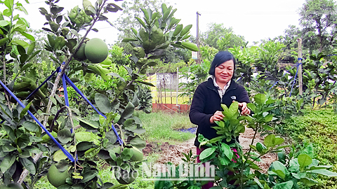 Cựu giáo chức Phạm Thị Lý chăm sóc cây trong vườn.