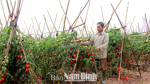 Nông dân xã Nghĩa Tân (Nghĩa Hưng) thu hoạch cà chua đông.
