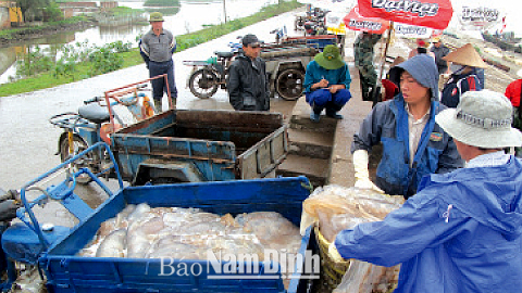 Không khí tấp nập tại chợ cá xã Giao Hải (Giao Thủy) vào mùa sứa biển.