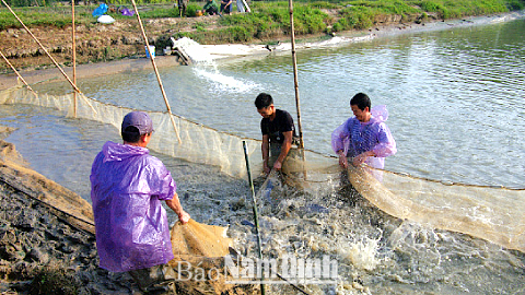 Thu hoạch cá ở trang trại nuôi thủy sản nước ngọt của gia đình ông Trần Văn Minh, xóm Đồng Lướt, xã Mỹ Hà (Mỹ Lộc).