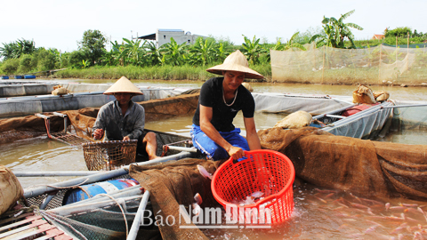 Phân loại cá tại gia trại của ông Chu Văn Bảo, xã Mỹ Tân (Mỹ Lộc).  Bài và ảnh: Thanh Hoa