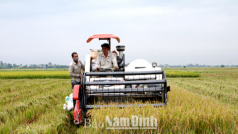 Thu hoạch lúa tại HTX Sản xuất kinh doanh DVNN Nghĩa Phong (Nghĩa Hưng).