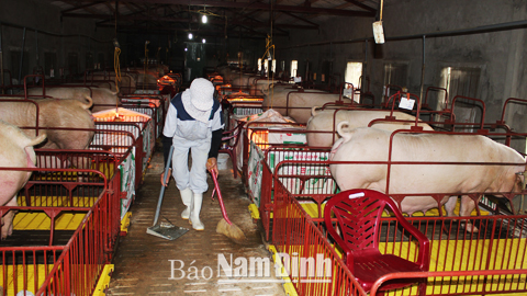 Vệ sinh trang trại chăn nuôi lợn của ông Nguyễn Văn Thọ, Thị trấn Rạng Đông (Nghĩa Hưng).