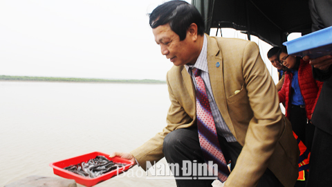 Đồng chí Nguyễn Viết Cách, Giám đốc VQG Xuân Thủy (Giao Thủy) thả cá giống tái tạo nguồn lợi thủy sản.