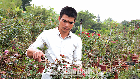 Vườn hồng của gia đình anh Phạm Văn Trọng.