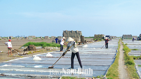 Nông dân xã Bạch Long (Giao Thủy) thu hoạch muối.