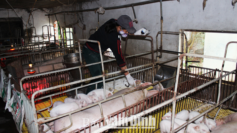 Tiêm phòng vắc-xin vụ xuân cho lợn tại xã Trực Đạo (Trực Ninh).