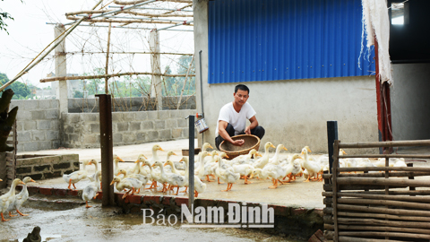 Nguồn vốn tín dụng giúp gia đình anh Phùng Bá Tuấn, xóm Đông, thôn An Duyên mạnh dạn đầu tư phát triển chăn nuôi vịt mang lại thu nhập ổn định.