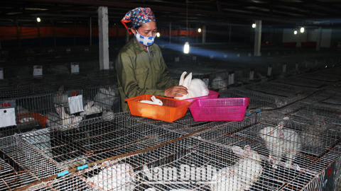 Mô hình chăn nuôi thỏ sinh sản an toàn sinh học tại xã Hợp Hưng (Vụ Bản).