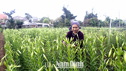 Bà Trần Thị Chiêm, xóm Cộng Hòa, xã Mỹ Tân (Mỹ Lộc) chăm sóc ruộng hoa loa kèn.