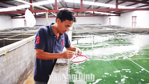Kiểm tra chất lượng tôm giống trước khi thả nuôi ở hộ gia đình anh Vũ Văn Lương, xóm 2, xã Hải Phúc.