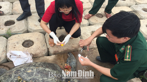 Bộ đội Biên phòng và cán bộ Chi cục Thuỷ sản sơ cứu con rùa mắc cạn.  Tin, ảnh: Thanh Hoa