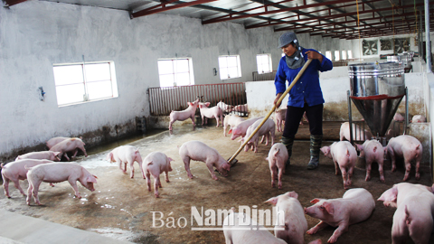 Trang trại chăn nuôi lợn của anh Trịnh Văn Kiên, xã Hải An luôn đảm bảo vệ sinh thú y, vệ sinh môi trường.  Bài và ảnh: Ngọc Ánh