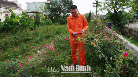 Mô hình trồng hoa của gia đình anh Trần Viết Duy, thành viên tổ hợp tác trồng hoa cây cảnh Mỹ Tiến, xã Nam Phong với giống hoa hồng cổ có giá trị 2-3 triệu đồng/gốc.