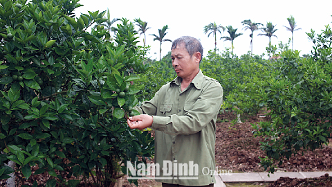 Cựu chiến binh Nguyễn Văn Bình, xã Hải Đường (Hải Hậu) làm giàu từ nghề trồng cam.