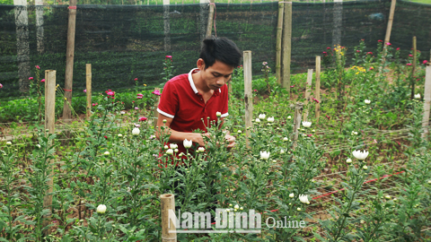 Anh Vũ Đình Phong xóm Mỹ Tiến 2, xã Nam Phong (TP Nam Định) bên vườn hoa cúc sắp thu hoạch của gia đình.