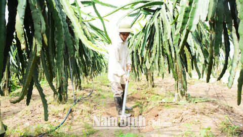 Trồng cây thanh long ruột đỏ mang lại nguồn thu nhập khá ổn định cho gia đình anh Vũ Ngọc Diệp ở tổ dân phố Nghĩa Sơn.