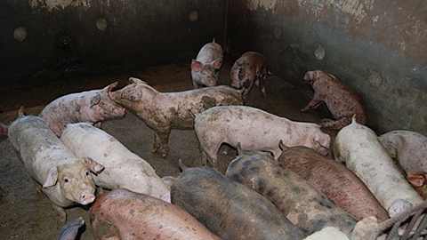 Nhiều hộ chăn nuôi ở Đồng Nai đã không còn đủ tiền để mua thức ăn cho lợn, hiện đang phải cho ăn cầm chừng 