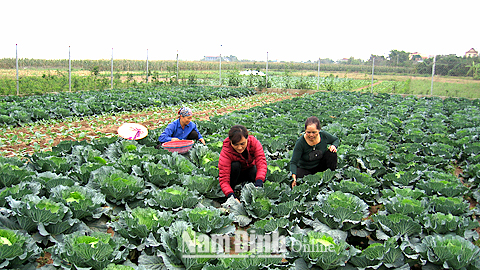 Sản xuất rau an toàn tại một trang trại trồng rau ở xã Mỹ Tân (Mỹ Lộc).