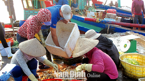 Tấp nập mua bán cá tại bến cá Thị trấn Thịnh Long (Hải Hậu).
