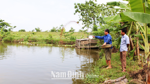 Chăm sóc đàn cá tại hộ anh Nguyễn Đình Dưỡng, xóm 4, xã Yên Hưng.