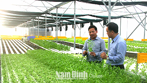 Giới thiệu công nghệ trồng rau sạch tại Cty TNHH Rau sạch Ngọc Anh (Trực Ninh).