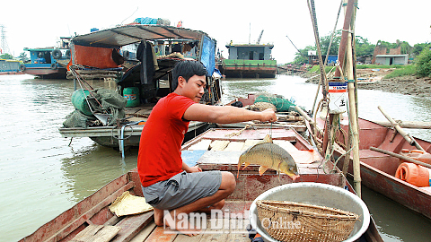 Anh Nguyễn Văn Dũng, tổ 13, phường Cửa Nam (TP Nam Định) với thành quả sau một đêm đánh cá.