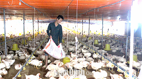 Trang trại chăn nuôi gà công nghiệp của anh Nguyễn Văn Luật, xã Hải Đông (Hải Hậu).