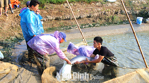 Nhờ tham gia lớp học nghề, gia đình ông Trần Văn Minh, hội viên nông dân xã Mỹ Hà (Mỹ Lộc) có điều kiện bổ sung kiến thức nuôi trồng thủy sản đạt hiệu quả.