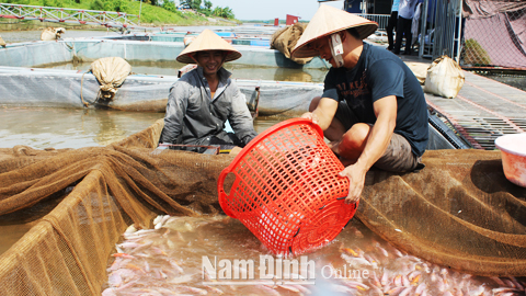 Mô hình nuôi cá diêu hồng trong lồng, bè trên sông Hồng của người dân xã Mỹ Tân (Mỹ Lộc).