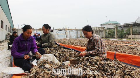 Phụ nữ xã Xuân Ninh làm việc trong một cơ sở trồng nấm tại địa phương.  Bài và ảnh: Lam Hồng