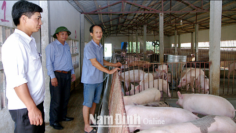 Mô hình chăn nuôi lợn sạch của gia đình anh Nguyễn Văn Thục, xóm 4, xã Trực Thái.