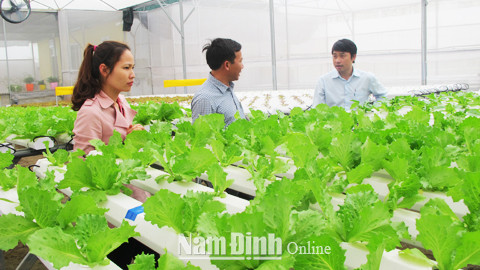 Cán bộ Chi cục Quản lý chất lượng nông, lâm, thủy sản (Sở NN và PTNT) kiểm tra nông sản sạch tại Cty TNHH Rau sạch Ngọc Anh, xã Trực Hùng (Trực Ninh).