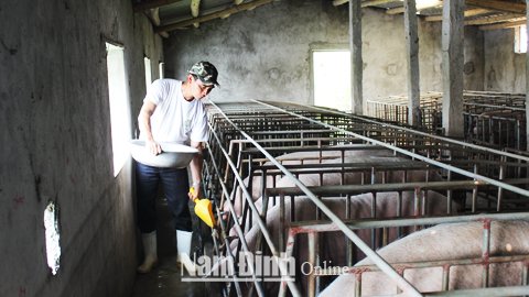Trang trại tổng hợp của anh Trần Văn Du, xóm 2, xã Giao Long mỗi năm cho thu lãi từ 300-500 triệu đồng.