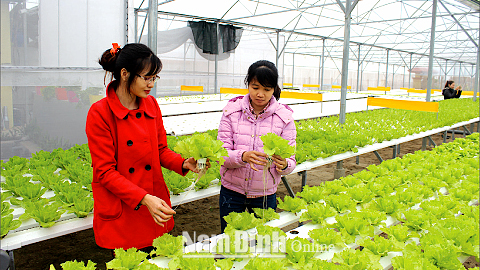 Mô hình trồng rau công nghệ cao của Cty CP Rau quả sạch Ngọc Anh, xã Trực Hùng (Trực Ninh).