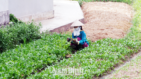 Chị Nguyễn Thị Hợp, thôn Cổ Đam, xã Yên Phương với mô hình trồng rau màu cho thu nhập 3-4 triệu đồng/sào.