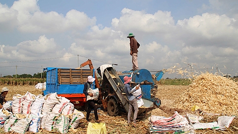 Thu hoạch ngô ở huyện Xuân Lộc.