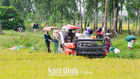 Nông dân xã Yên Dương (Ý Yên) thu hoạch lúa xuân.