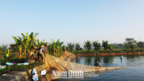 Người dân huyện Mỹ Lộc thu hoạch cá nước ngọt truyền thống.