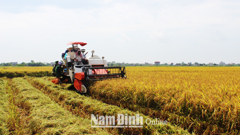 Thu hoạch lúa trên cánh đồng mẫu lớn xã Xuân Kiên.