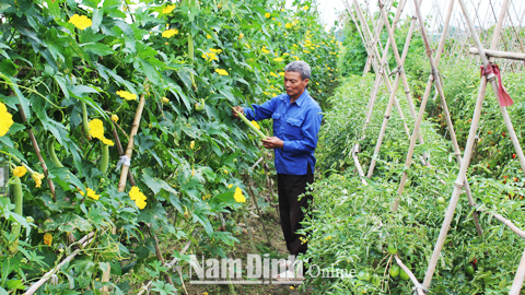 Mô hình liên kết sản xuất rau an toàn theo tiêu chuẩn VietGAP của Cty TNHH Tuệ Hương với các hộ nông dân xã Yên Dương (Ý Yên).