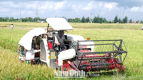 Dịch vụ thu hoạch lúa bằng máy gặt đập liên hợp của HTX SXKD DVNN Việt Hùng, xã Việt Hùng (Trực Ninh).
