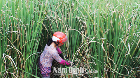 Nghề trồng niễng giúp nhiều phụ nữ ở xã Nghĩa An có thu nhập khá.