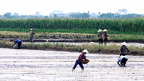 Nông dân Thị trấn Rạng Đông (Nghĩa Hưng) gieo cấy lúa mùa năm 2017.