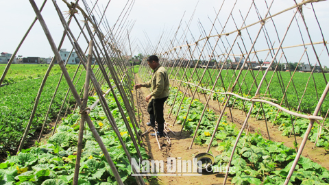 Ứng dụng tiến bộ kỹ thuật trồng bí xanh sớm ở xã Nam Hoa.